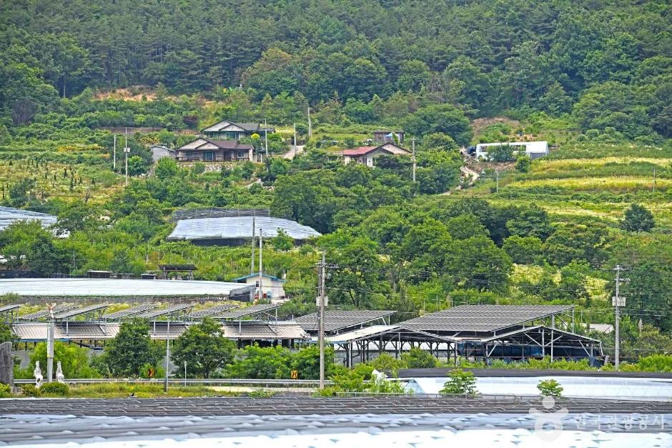 영동 천태산 영국사 은행나무 터