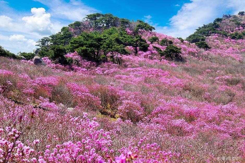 비슬산 (참꽃 영산)