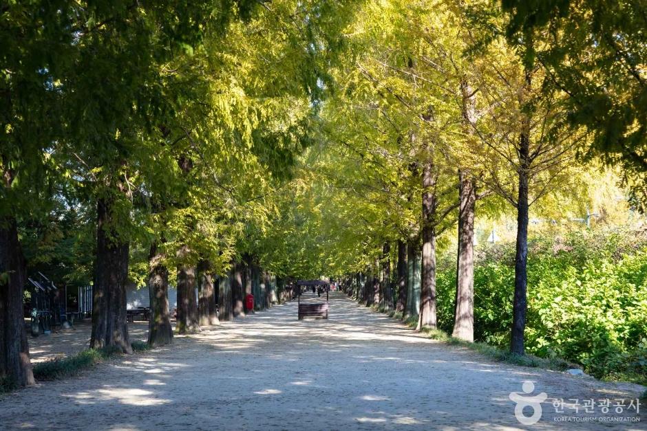 담양 메타세쿼이아 — 영산강 상류 수림 결절